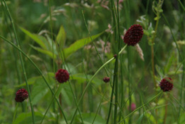 Sanguisorba officinalisGrote pimpernel bestellen